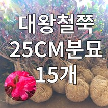 대왕철쭉 15개 철쭉마켓 철쭉 묘목 꽃 나무 영산홍 연산홍 베니 정원 마당 조경수 정원수 울타리 화목류 철죽 농원 울타리, 대왕철쭉 15개 보자기분묘 25CM전후