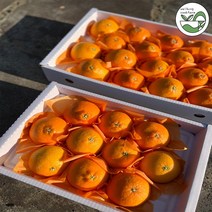 제주도 레드향 고당도 3kg 5kg 겨울과일 가정용 선물세트, 레드향 3kg 가정용 (소/13~16과)