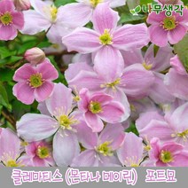 착한가격 나무생각 향기 클레마티스(몬타나 메이린)*포트묘, 주