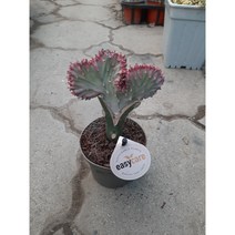[근이네식물원]춘봉