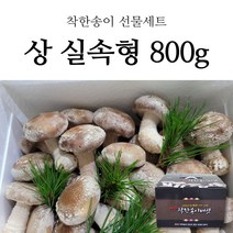 경북 영양 무농약 명품 착한 송이버섯 송이향 표고맛 버섯 가정용 선물용 500g 800g, 1box, 상 실속형 선물세트 800g