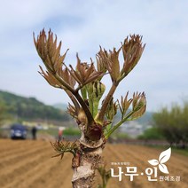 [나무인] 참두릅 묘목(올해수확) 5그루