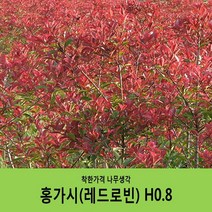 착한가격 나무생각 홍가시레드로빈 H0.8