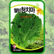 상추씨앗 청치마상추 종자 웰빙청치마 3000립 6000립 사계절 봄 여름 가을 쌈채소키우기