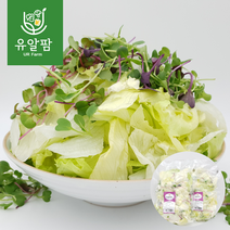 의령농산 건강채소 당일채소 당일제조 당일발송 어린잎 믹스샐러드 대용량 1kg, 1개