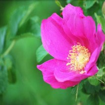 충주원예조경 / 해당화 / 50cm~60cm / 개화주, 주