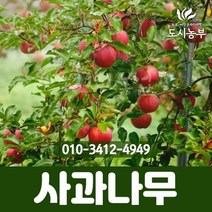 사과나무썸머킹 / R3~4 / 결실주 묘목 도시농부