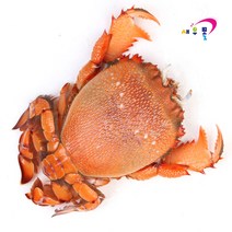 새우몰 스패너크랩(대) 1마리 닭게 500g-600g 가장큰사이즈 녹진한 내장이 일품, 1개