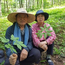 우리땅장뇌삼 장뇌삼 산양삼 7년근 10뿌리 자연산삼 자연산 산삼, 단품, 단품
