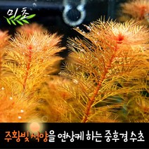 [미초] 레드밀리오필름 수초 5촉 / 치어 수초 / 초보자 수초 / 구피 수초