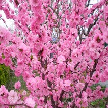 착한가격나무생각 홍매화/요요도 접목1년(1등묘)