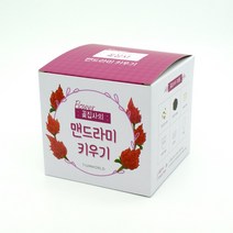 꽃집사 맨드라미화분 키우기 꽃 학습준비물 준비물 씨앗 식물 친환경 식물키우기 생물, 본상품