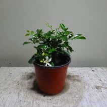 [공룡꽃식물원]오렌지 자스민 소품 35