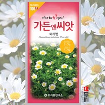 마가렛 씨앗 100립 / 마거리트 금황꽃 일년생 야생화 꽃 봄 꽃씨 몰 종자 우리꽃
