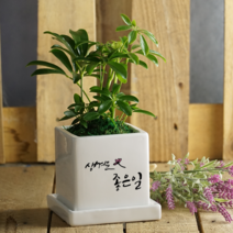 [캘리그라피 메세지화분] 생겨요.. OOO, 싱고니움