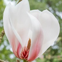 [충북농원] 명품목련 목련나무 묘목 - 썬라이즈, 단품