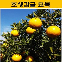 조생감귤 묘목 3년생 JJ02, 1개