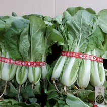 새벽들 얼갈이 단배추 500g, 1봉