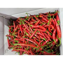 국내산 홍청양 10kg 5kg 백산상회, 1박스