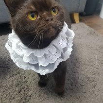 순수 면 더블 레이스 고양이케이프 강아지케이프 스카프 귀도리 목도리 넥워머, M, 화이트