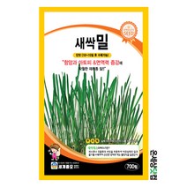 새싹밀 700립/ 새싹씨앗 새싹키우기 수경재배 새싹밀씨앗 밀새싹씨앗