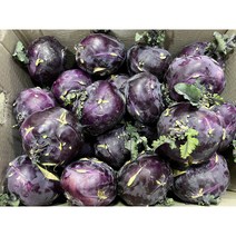 성철이네 바른야채 제주산 햇 콜라비(특품) 3kg 5kg 10kg 15kg, 15kg (특품) 25~28과