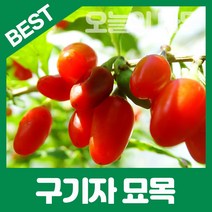 합리적 가격의 우수한 왕구기자나무묘목 판매, 왕구기자 나무묘목