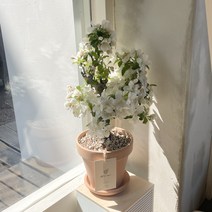 그루 애기사과나무 중형 토분 공기정화식물 꽃나무 묘목, 1. 추가, 2. 추가 안 함