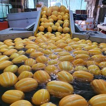 가정용 성주 꿀 참외 10kg 크기 당도선별 산지직송, 중과, 1개