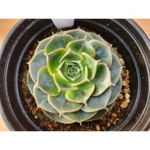 정화다육 다육식물 한엽롱기시마, 1개