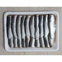 민어낚시 밴댕이 10마리 바다낚시 선상 생미끼 갈치 우럭 간재미 볼락 열기 장어, 손질 생물포 20마리