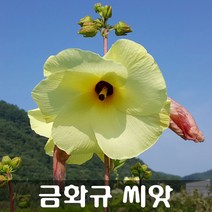[해피플라워] 식물성 콜라겐 꽃차 만들기 금화규 씨앗 600립 / 봄 파종 웰빙푸드 종자