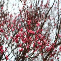 연세원예 설중매 묘목 접목1년 (홍매화) 1주