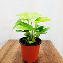 하늘꽃농원 팔손이 소품 공기정화식물