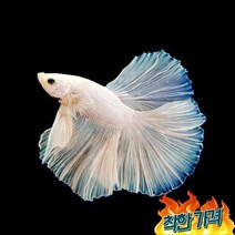 올 화이트 하프문 베타(수컷)