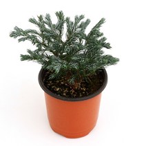 실내공기정화식물 120종 꽃 화분 미세먼지제거 아레카야자 해피트리 금전수, 모종포트, 블루버드, 1개, 1개