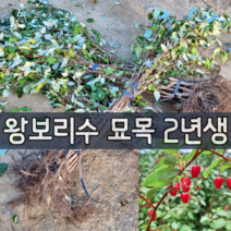 [모든원예조경] 왕보리수나무 묘목 (삽목2년생) 보리수묘목 유실수 약용수