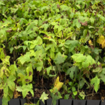 (GJ)가시없는 민엄나무묘목(음나무)(2리터 화분)1그루, 1개