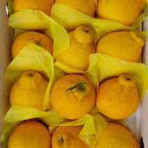 [제주직송} 제주 한라봉 제주도 제철 2kg 3kg 5kg 선물용 가정용, 3kg 선물용_특대_5-8과