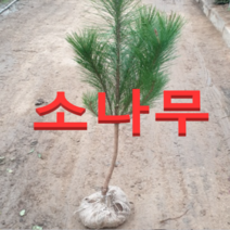 (성실G)소나무(적송) 키80-100센치(포트) 2그루