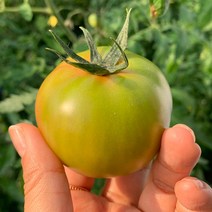 프리미엄 대저 짭짤이 토마토 로얄과 대과 특품 가정용 쥬스용 부산 대저 농협 단짠 제철 과일, 대저 짭짤이 토마토 2S-3S 1kg