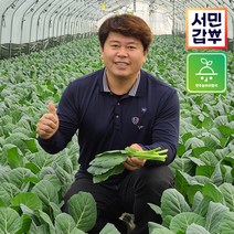서민갑부 클로렐라 케일 쌈용 즙용 녹즙 주스용 양주농부 쌈야채 1kg-1.5kg, 1박스, 클로렐라 케일 1.5kg (쌈용)