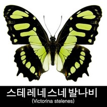 스테레네스네발나비표본/Victorina stelenes 75mm+-