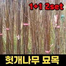 1+1 핫딜몬 헛개나무묘목 2년 1주 헛개묘목 헛개나무묘
