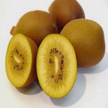 [가산원예조경] 키위 / 제스프리골드 접목1년 (수) 2주묶음