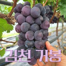 고당도 김천 거봉 포도 당일수확, 김천거봉 1kg 2수, 1박스