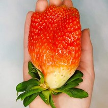 팔도명인 새벽5시수확 킹스베리딸기 논산딸기 설향딸기, 최상급 실속형 설향딸기, 2kg