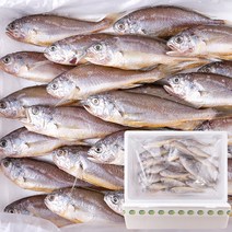 7일간 행사! [싱싱생선] 갓잡은 제주 추자도 참조기 1.4kg (18~20cm/25미), 1.4kg (24~26미/18~20cm)