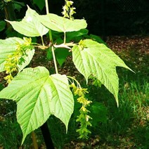 벌나무(산청목) 묘목_5주