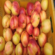 착한가격 나무생각 천도복숭아(환타지아)*1등묘/5주묶음